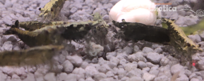 Neocaridina heteropoda (Golden back green jade)