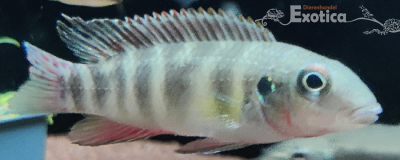 Wallaceochromis humilus