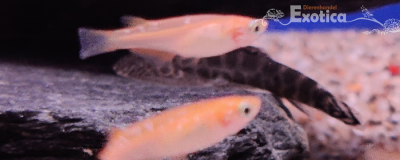 Oryzias latipes (sparkled orange)