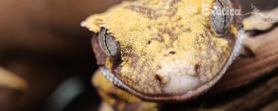 Correlophus ciliatus