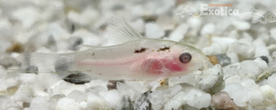 corydoras Pygmaeus albino