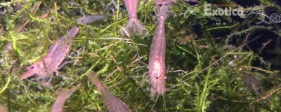 Caridina japonica (Sunset)