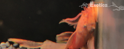 Ancistrus cf. cirrhosus rood sluierstaart