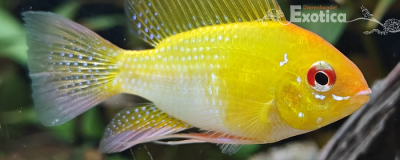Microgeophagus ramirezi (gold)