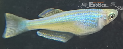 Lamprichthys tanganicanus