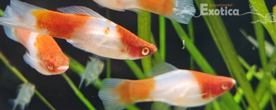 Xiphophorus helleri (koi kohaku)