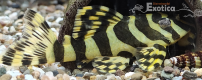 L-134 peckoltia compta