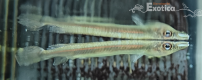 Hemirhamphodon cf. kapuaensis
