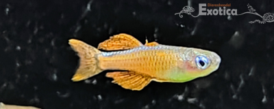 Pseudomugil paskai