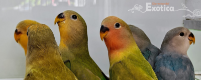 Agapornis roseicollie