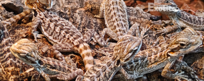 pogona viticeps