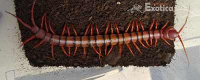 scolopendra dehaani