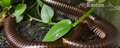 Thyropygus sp.