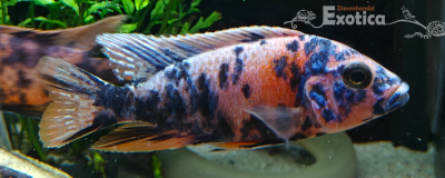 aulonocara tricolor