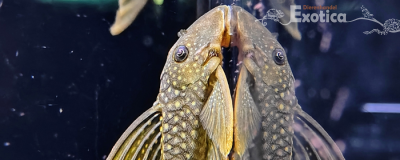 L 200a Baryancistrus demantoides
