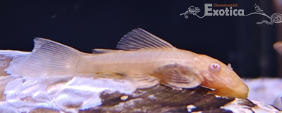 Ancistrus cf. cirrhosus (goud)