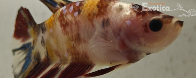 betta splendens man