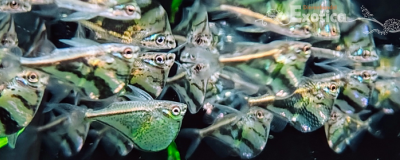 Carnegiella strigata strigata