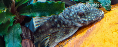L-106 Hemiancistrus guahiborum