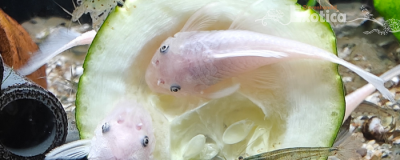 Ancistrus cf. cirrhosus (snowwhite)