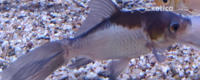 carrasius auratus (komeetstaart panda)