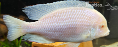 cyrtocara moori (albino)