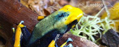 Dendrobates tinctorius “Tumucumaque”