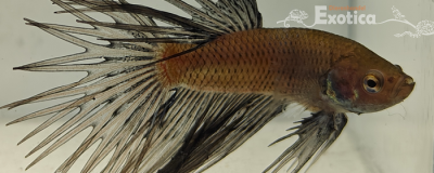 betta splendens man