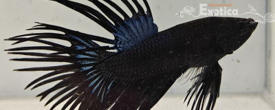 betta splendens man