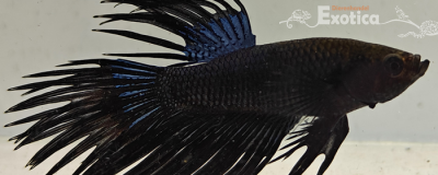 betta splendens man