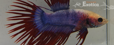 betta splendens man