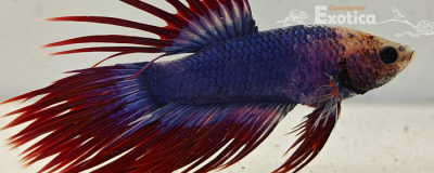 betta splendens man