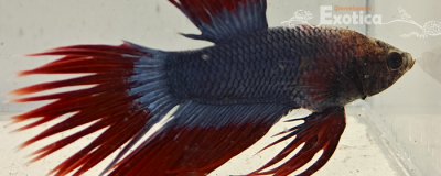 betta splendens man