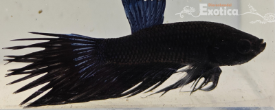 betta splendens man