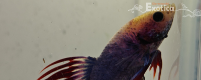 betta splendens man