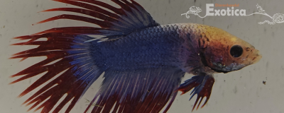 betta splendens man