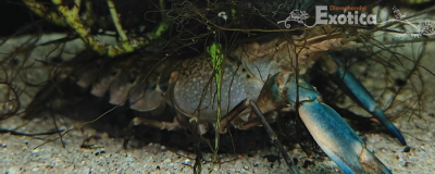 Cherax boesemanni (Blue Hammer)