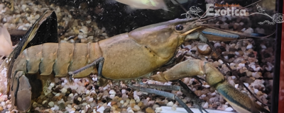 Cherax boesemanni (Green phantom)