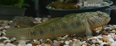 Rhinogobius giurinus