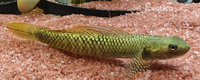 Stiphodon Maculidorsalis