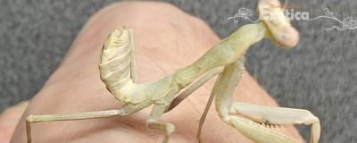 sphodromantis species