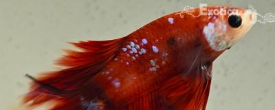 betta splendens man