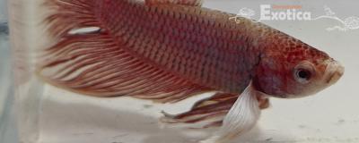 betta splendens man