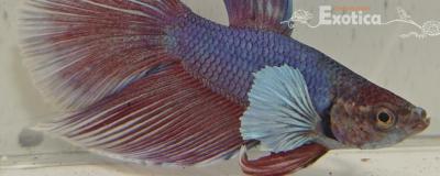 betta splendens man