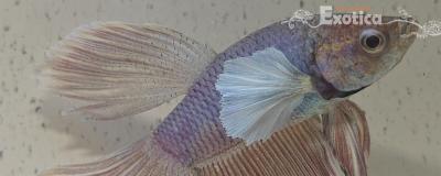 betta splendens man