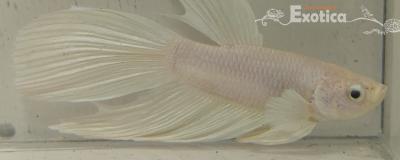 betta splendens man