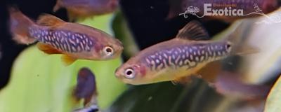 galaxy rasbora x erythromicron