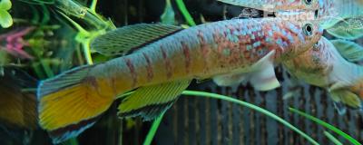 Aphyosemion sjoestedti