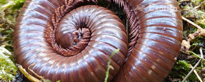 Ophistreptus guineensis