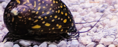 vittina species